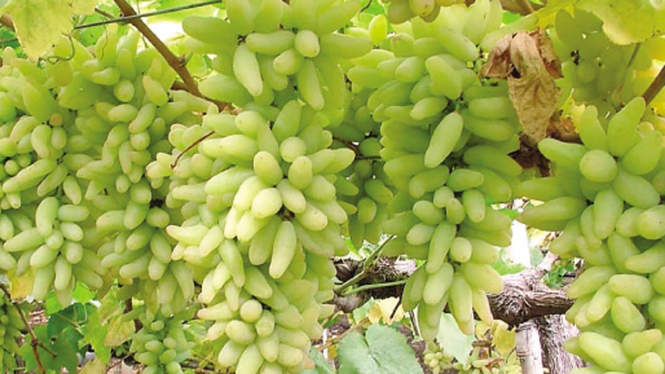 द्राक्ष बाजारात गुणवत्तेचा मुद्दा कळीचा द्राक्ष बाजारात गुणवत्तेचा मुद्दा कळीचा