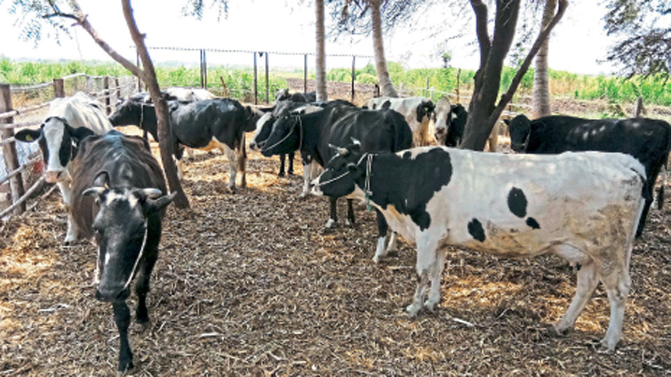 जनावरांतील गर्भधारणेसाठी योग्य उपचारांची गरज जनावरांतील गर्भधारणेसाठी योग्य उपचारांची गरज