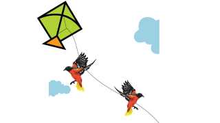 Bird-Manja