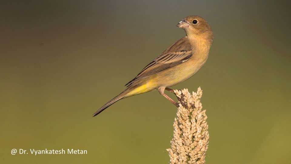 bird