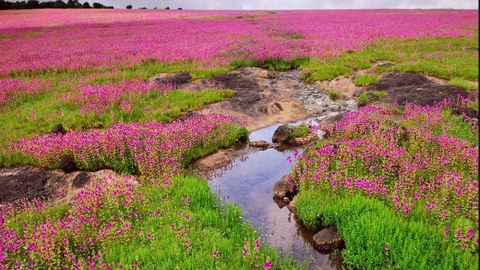 satara news kas pathar online booking entry वीकेंडला फक्त